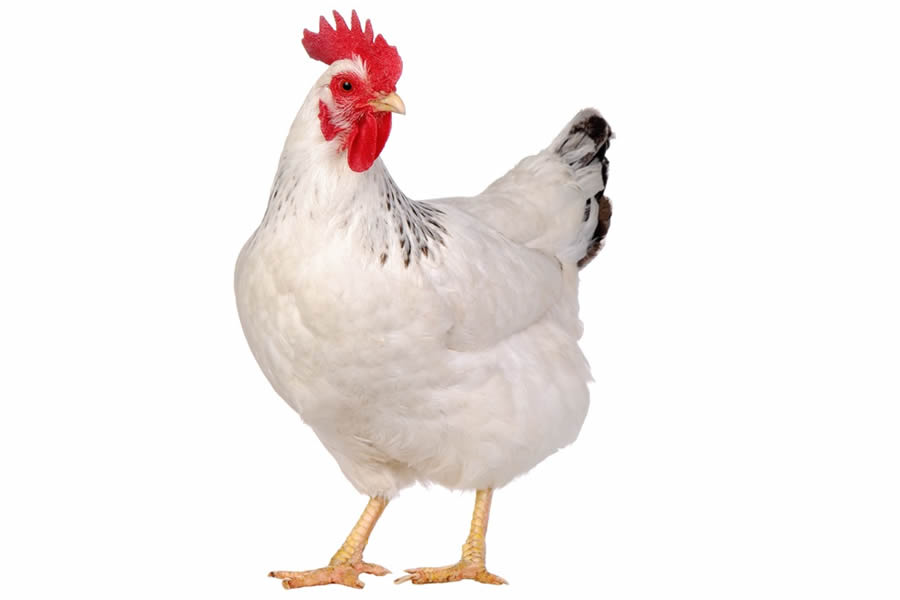 white-chicken